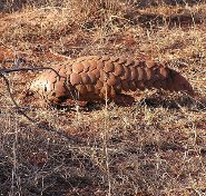 Ground pangolin