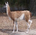 guanaco