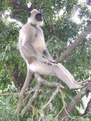 Hanuman langur