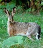 hare