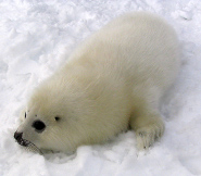 Harp seal