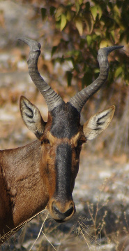 Hartebeest