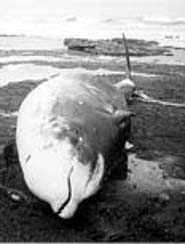 Hector's beaked whale