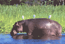 Hippo