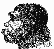 Homo Neanderthalis