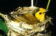 Hooded warbler