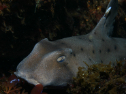 Horn shark