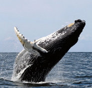 Humpback whale