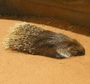 Indian crested porcupine