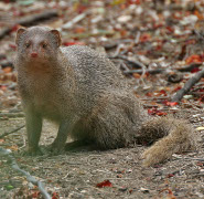 Indian gray mongoose