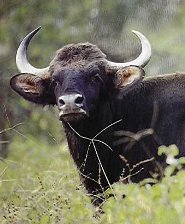 gaur