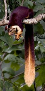 indian giant squirrel