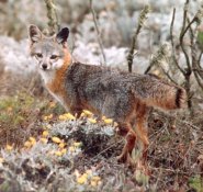 Island fox