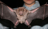 Jamaican fruit-eating bat