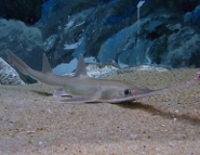 Japanese sawshark