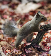 Japanese squirrel