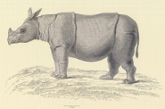 Javan Rhino