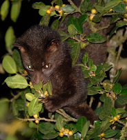 Jerdon's palm civet