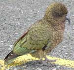 kea