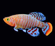 Killifish