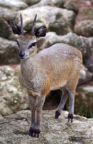 Klipspringer