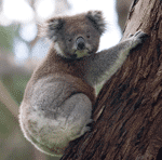 the koala