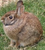 Lagomorpha