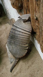 Large hairy armadillo