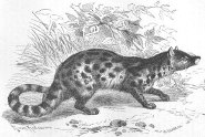 Large-spotted civet