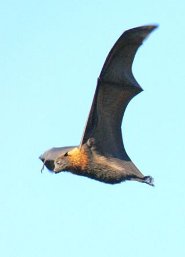 flying fox wingspan