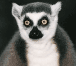 lemur catta