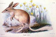 Lesser bilby