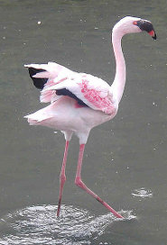 Lesser flamingo