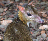 java mouse deer size