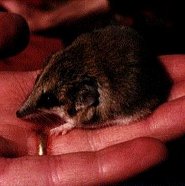 Lesser hairy-footed dunnart