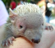 Lesser Hedgehog Tenrec