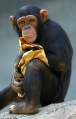 Chimpanzee