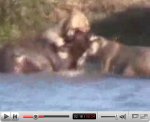 Lions chasing a buffalo baby then crocodile comes in