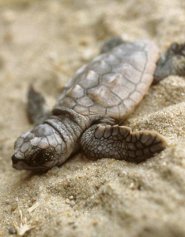 Loggerhead sea turtle