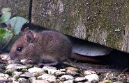 Long-tailed field mouse