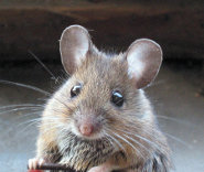 Long-tailed field mouse