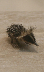 Lowland streaked tenrec