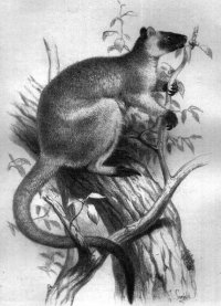 Lumholtz's tree kangaroo