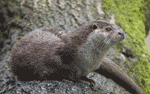 european otter