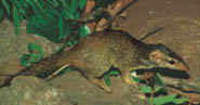 Madras tree shrew