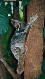 Malayan Flying Lemur