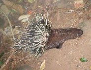 Malayan porcupine