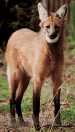 Maned wolf