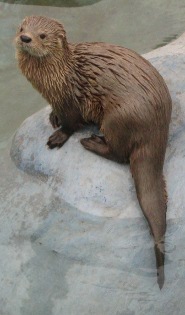 Marine otter