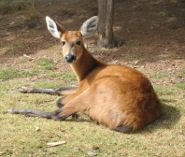 Marsh deer